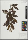 Foto von Salix appendiculata Vill. x Salix caprea L.